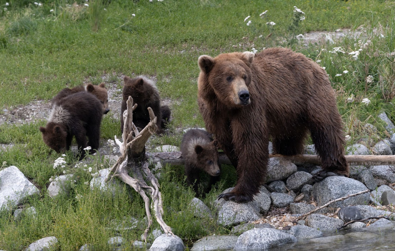 Bear 94 or Quad Mom with her four cubs