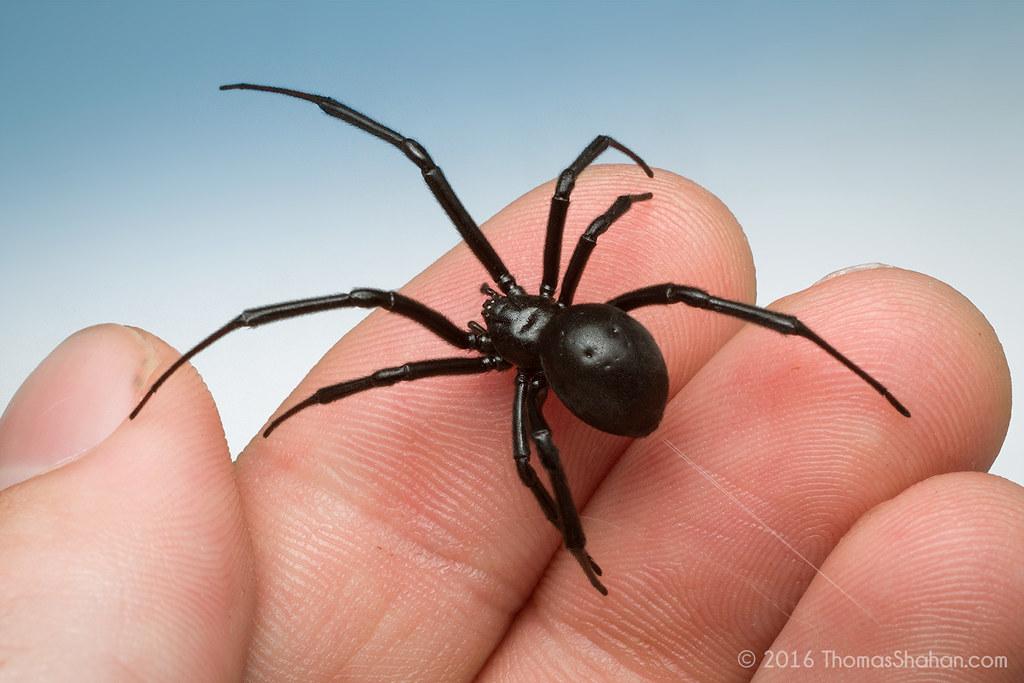 Black Widow - Latrodectus on Hand - oregon | Thomas Shahan | Flickr