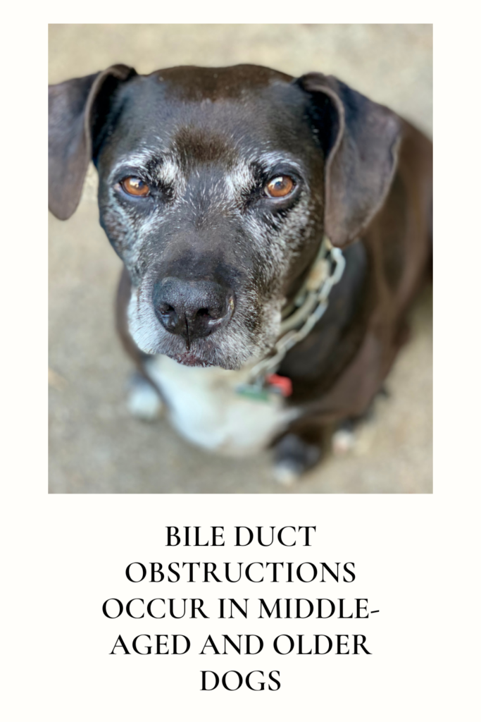 bile duct obstructions in an older dog