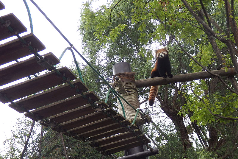 旭山動物園：レッサーパンダ館