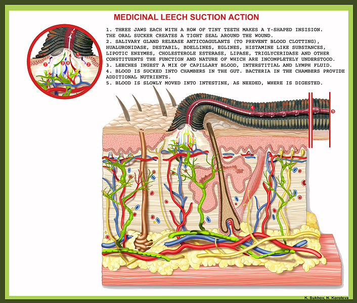 Med._Leech_suction_action._Hirudotherapy._01.jpg