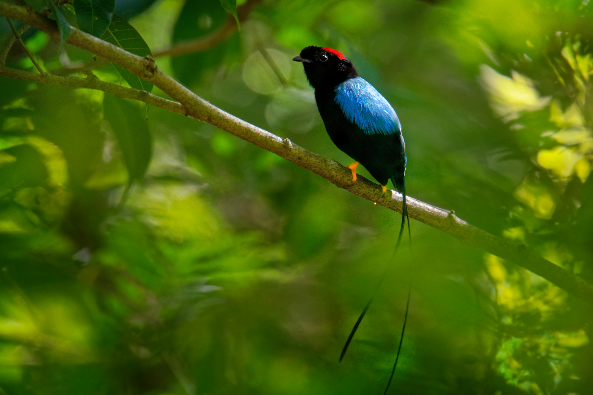 Long-Tailed Manakin (Chiroxiphia linearis)