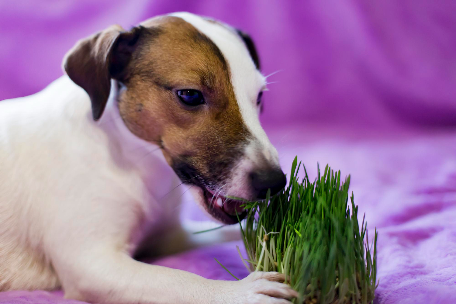 how do i stop my dog from eating grass