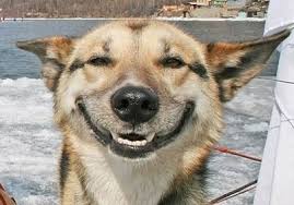 Image result for smiling dog