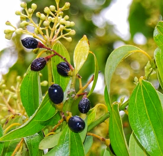 Can cinnamon harm plants Idea