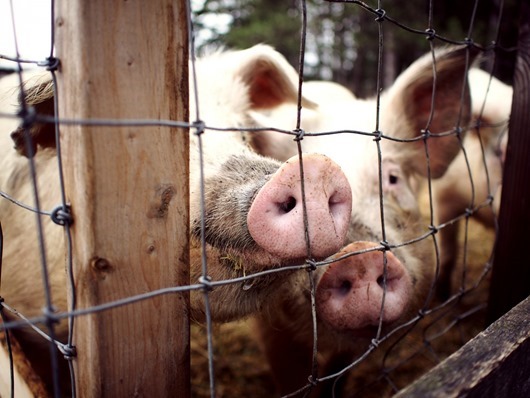 pig intelligence 3