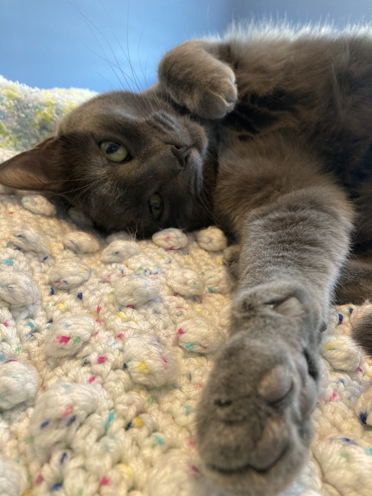 Grey rescue cat on a handmade bobble crochet blanket