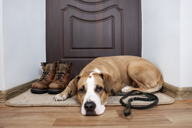 Are you looking for some comfortable and convenient door mat, read our 10 best inside door mats for hardwood floors 2023 review today!