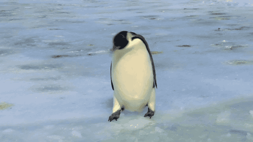 penguine slipping.gif