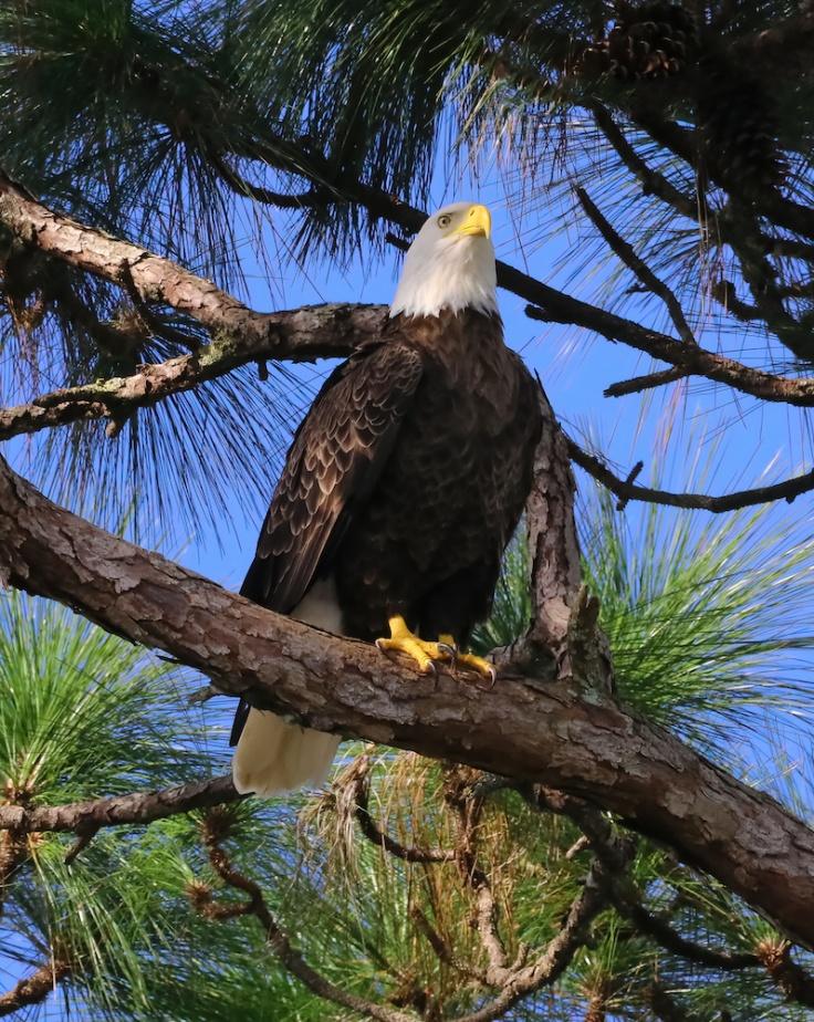 Bald Eagle On Florida Black Bear Scenic Byway In Ocala National Forest -  Ocala-News.com