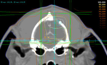 Transverse and sagittal CT images of a dog following craniotomy for partial removal of a meningioma
