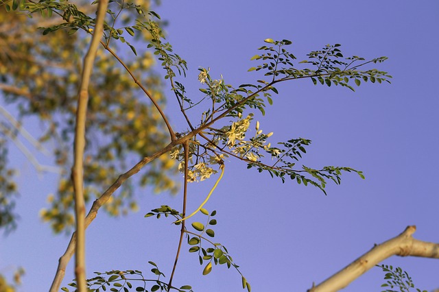 trees name in hindi