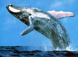 Image result for the big blue whale photo