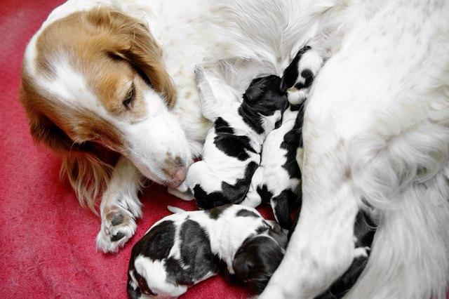 Can Dogs Get Pregnant The First Time They Mate? | Cuteness