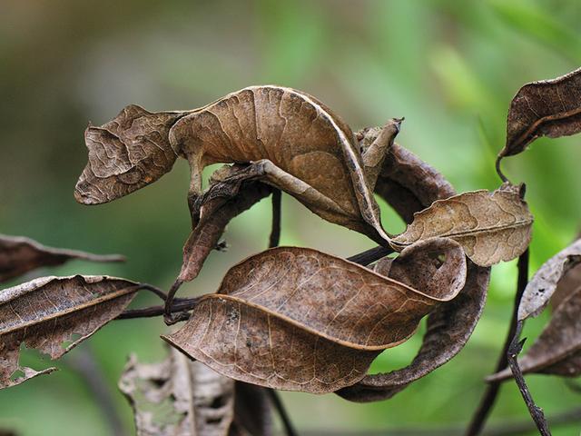 Image result for camouflaged animals