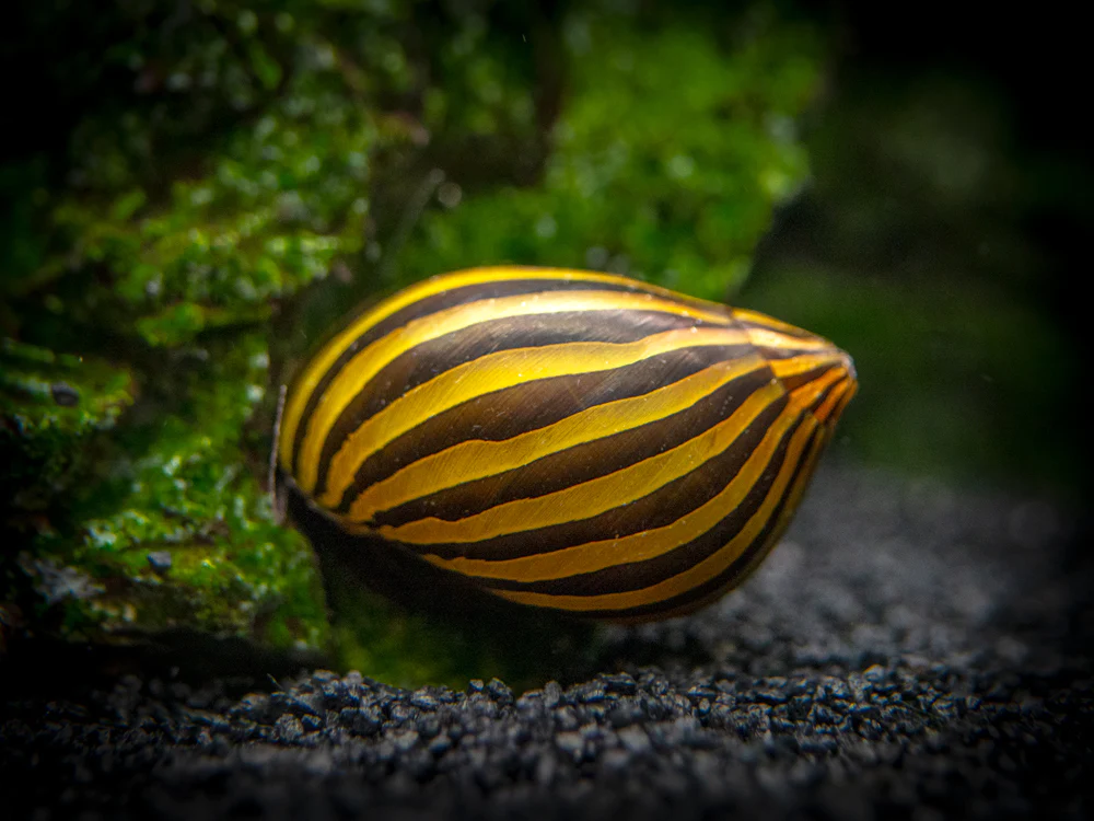 How To Breed Nerite Snails