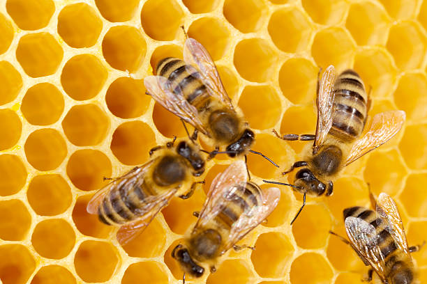 Les abeilles dans leur ruche