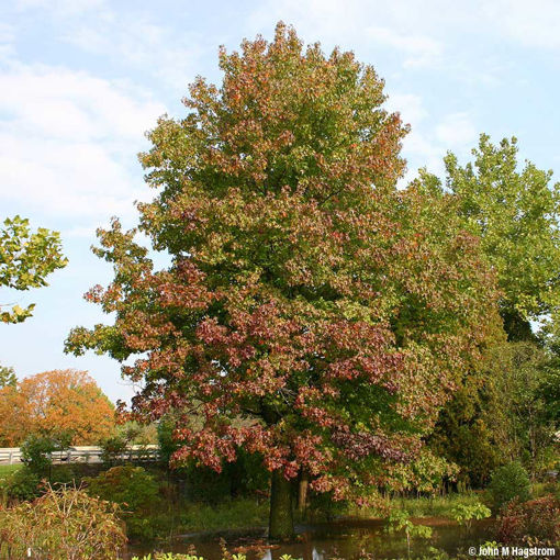 How does sweetgum compare with other firewood
