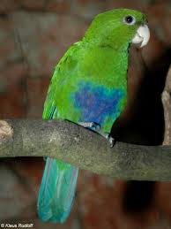 Resultat d'imatges de Blue-bellied Parrot