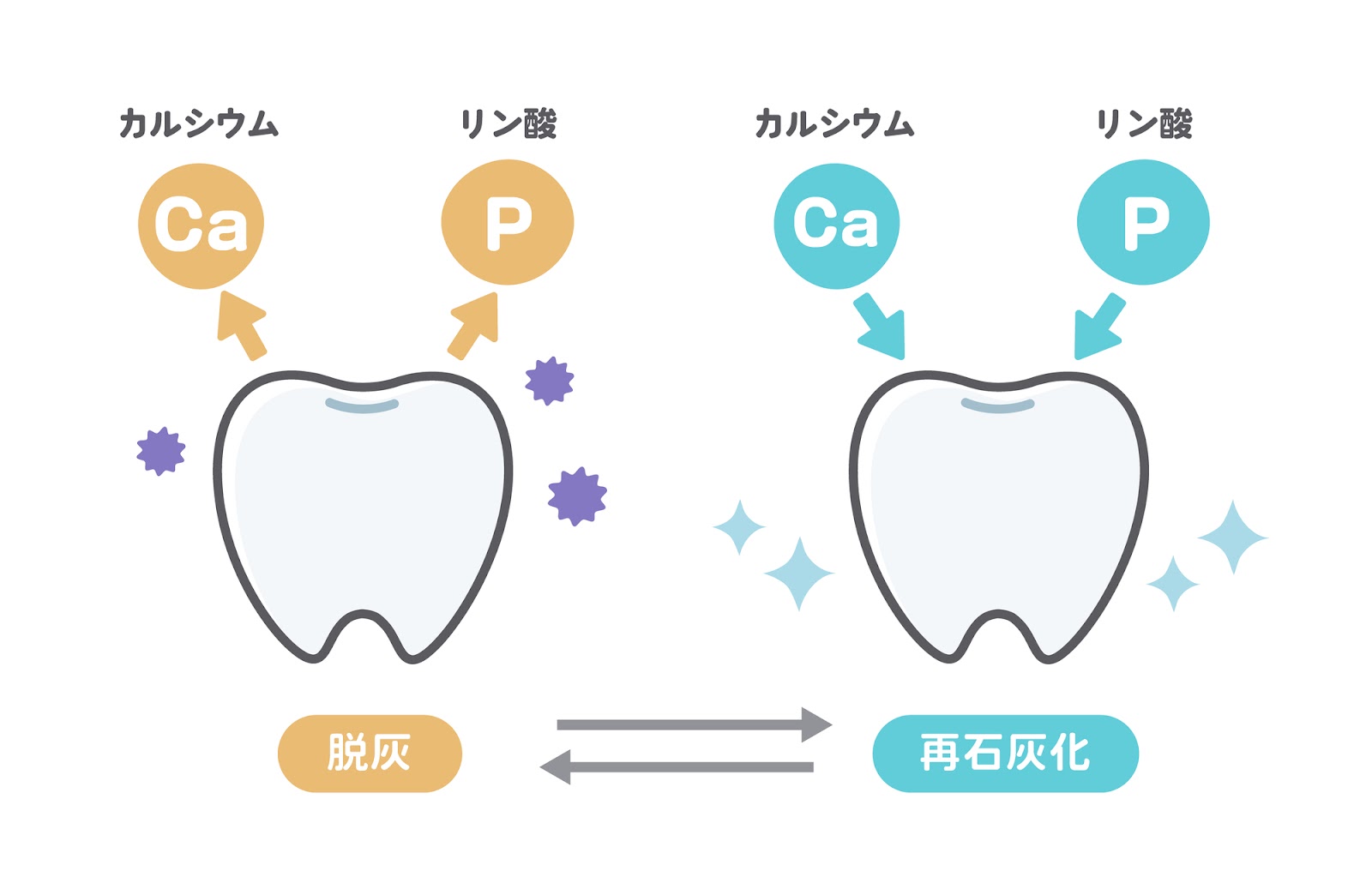 人間の歯や骨