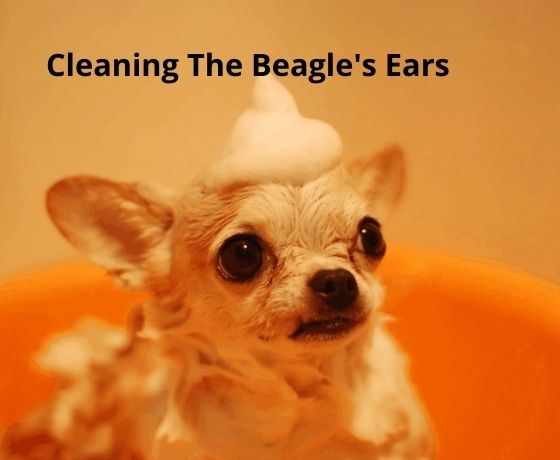 Cleaning The Beagle's Ears