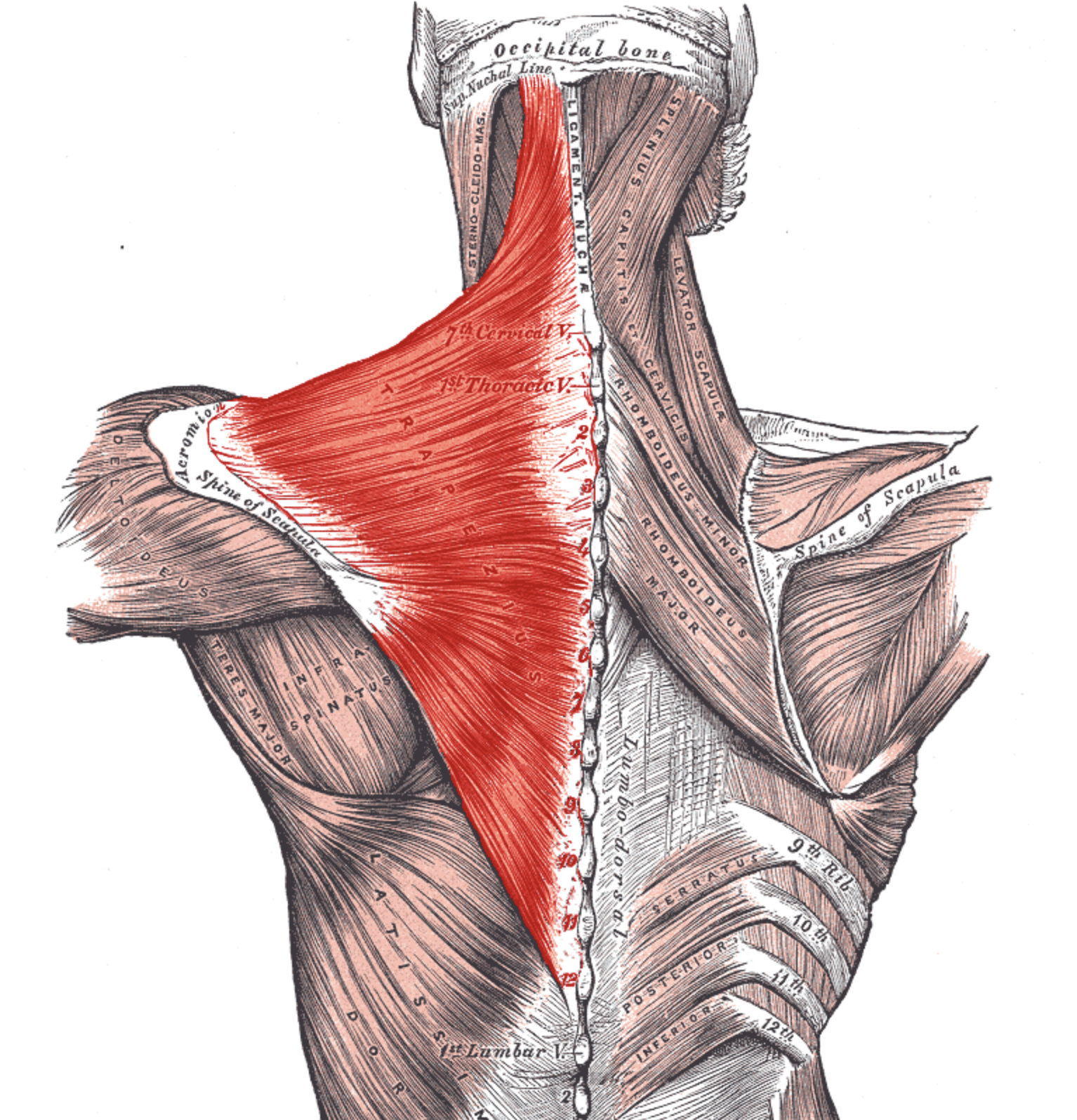 Anatomical drawing of the trapezius muscle.