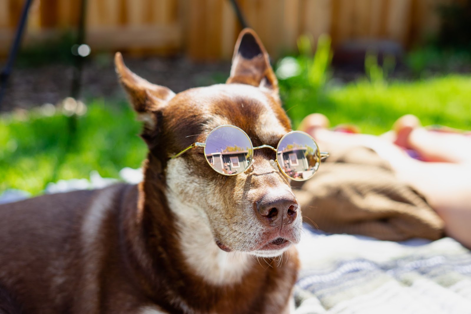 do dogs like laying in the sun

