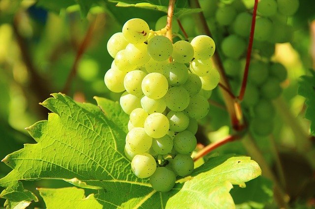 grapes scientific name