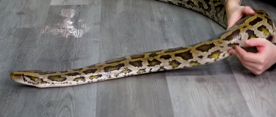 Burmese python playing on floor