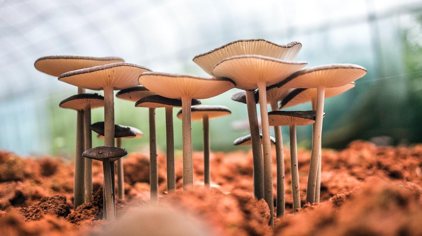 An image of exotic mushrooms