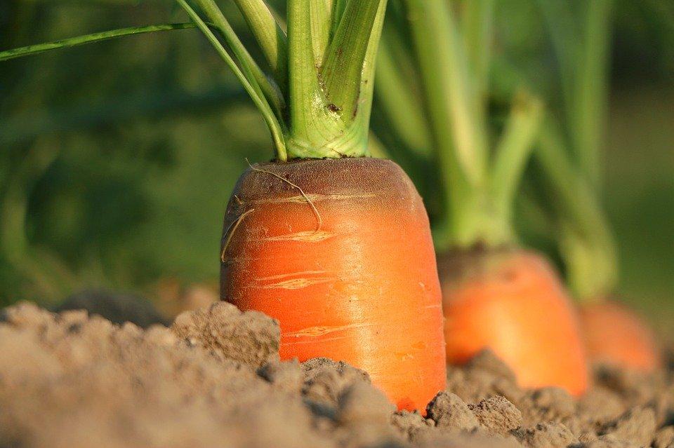 Cenoura, Crescimento, Produtos Hortícolas, Agricultura