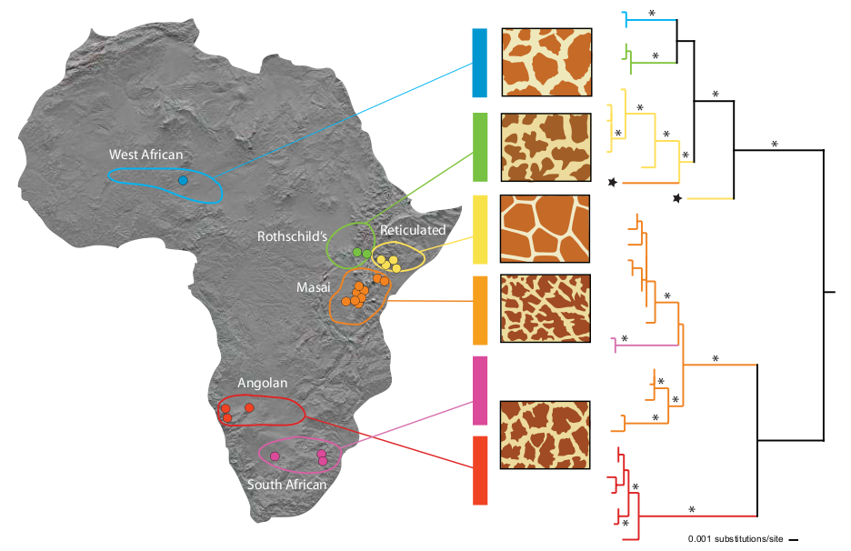 Giraffe Population InNOut Equilibrium