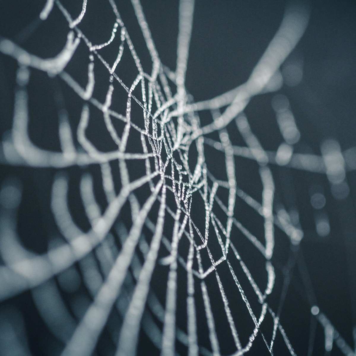 Spider web on a dark background