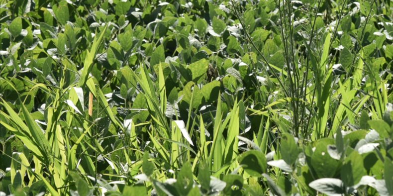 Herbicida pré-emergente para milho: todas as dicas para aplicação