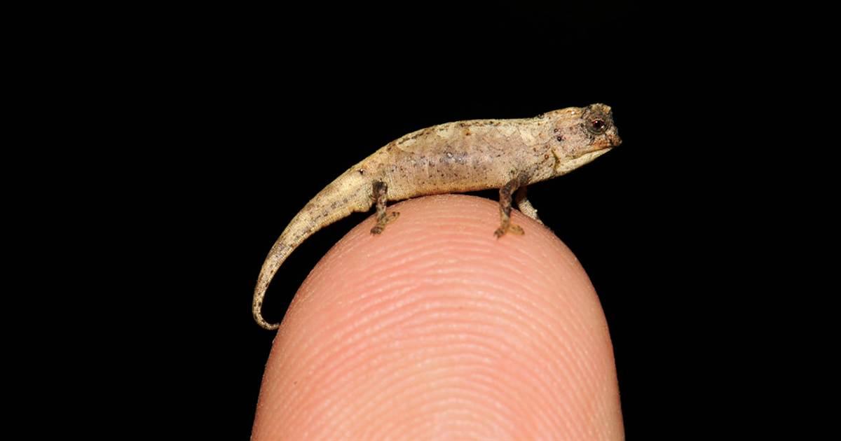 This newly discovered chameleon is so tiny it can fit on ...