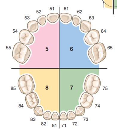 Généralités en anatomie dentaire