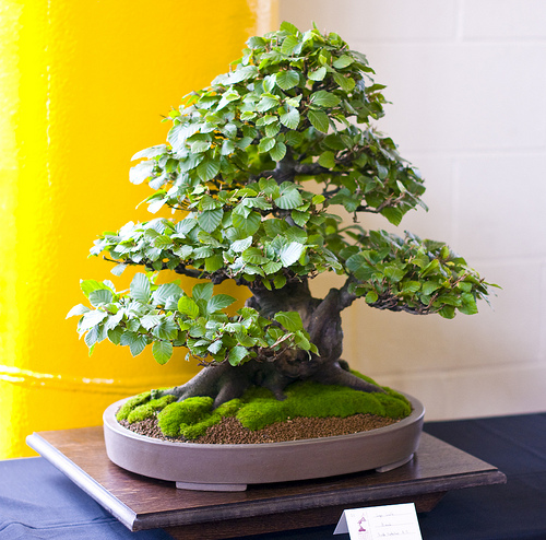 bonsai tree care 9