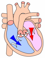 Preload (cardiology) - Wikipedia