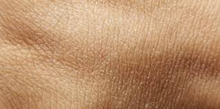Image result for skin