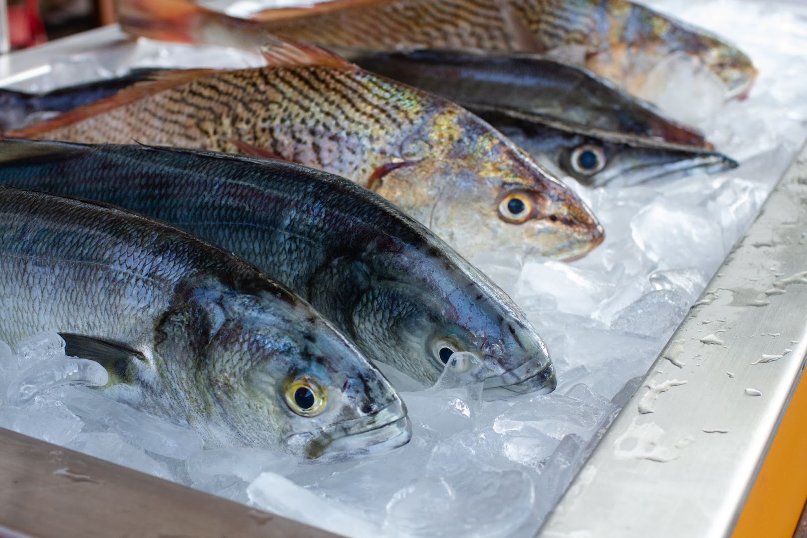 ice in maritime and fishing industries