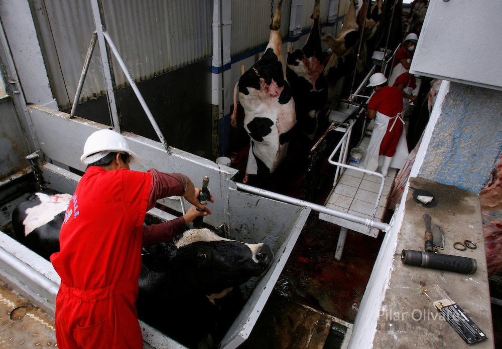 dairy cows killed.jpg