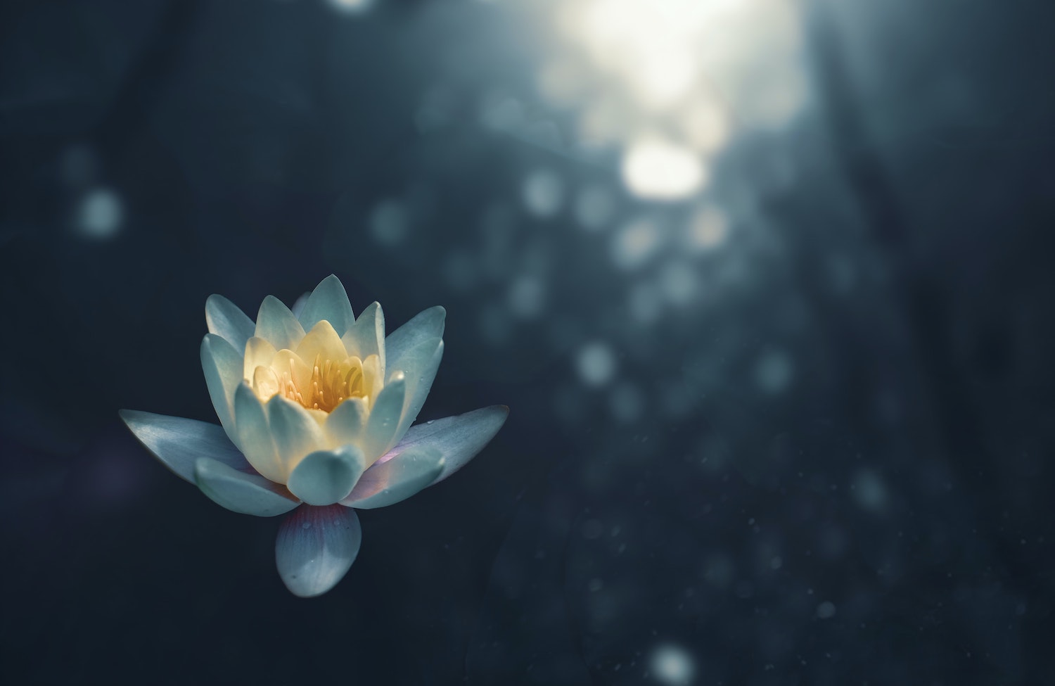 A lotus flower on water
