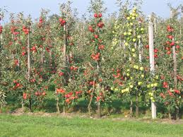 AppleOrchard1.jpg