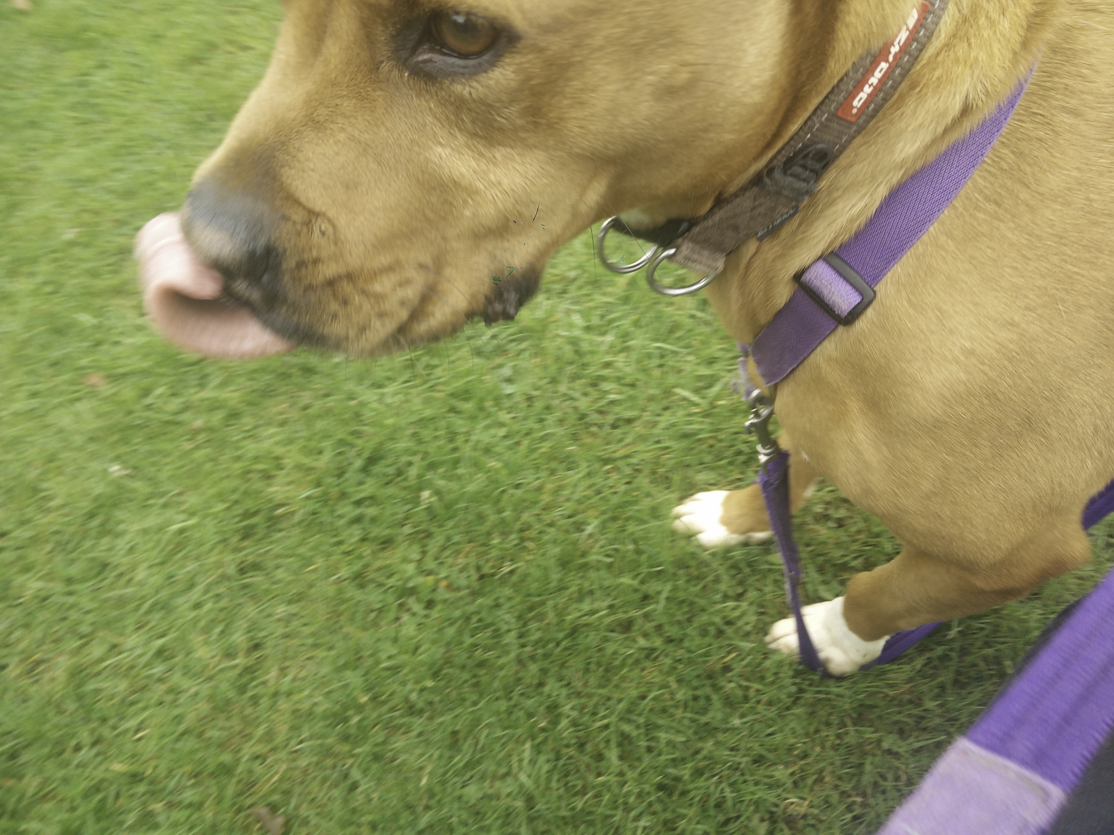 A staffy type dog licking their lips, with a tight muzzle and tense face and showing a slight paw lift. May precede a dog barking if it becomes more stressed.