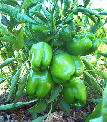 California Wonder Pepper