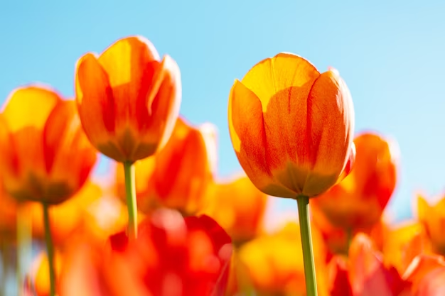 ý nghĩa hoa tulip