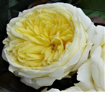 Kronprinsesse Mary - Colin Gregory Roses Ltd, Lincolnshire