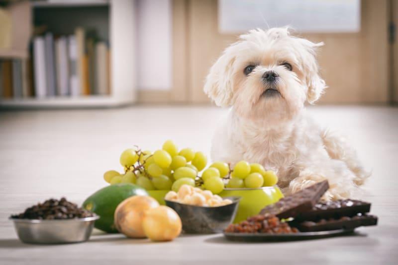 What kinds of fruit are safe for my dog to eat? | Ygnacio Animal Hospital |  Walnut Creek Vets