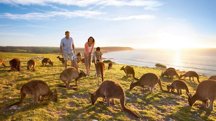 Kangaroo sinh sống tự do và hoang dã trên đảo