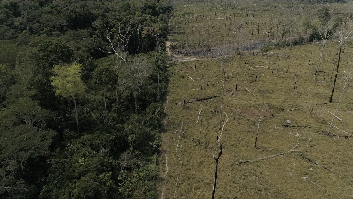Amazon rainforest deforestation: The Amazon is in trouble. Again. - Vox